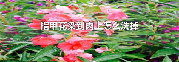 指甲花染到肉上怎么洗掉