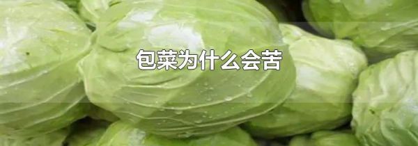 包菜为什么会苦