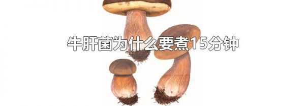 牛肝菌为什么要煮15分钟