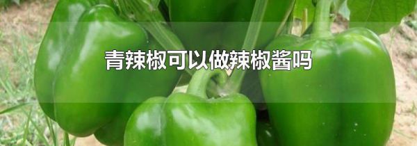 青辣椒可以做辣椒酱吗