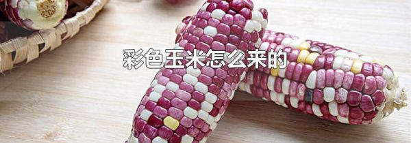 彩色玉米怎么来的