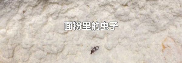 面粉里的虫子