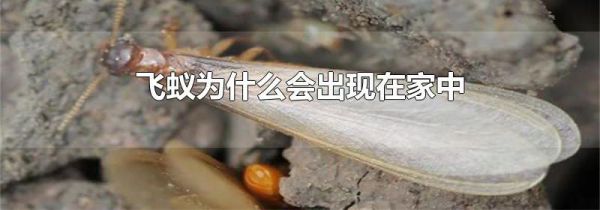 飞蚁为什么会出现在家中