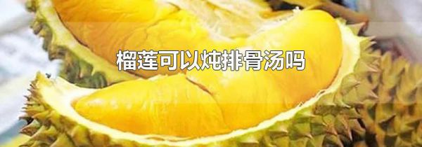 榴莲可以炖排骨汤吗