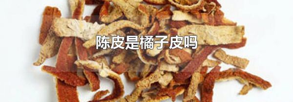 陈皮是橘子皮吗