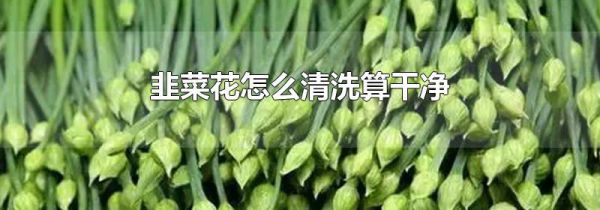 韭菜花怎么清洗算干净