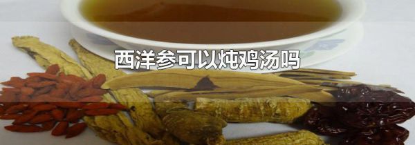 西洋参可以炖鸡汤吗