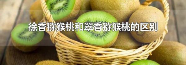 徐香猕猴桃和翠香猕猴桃的区别