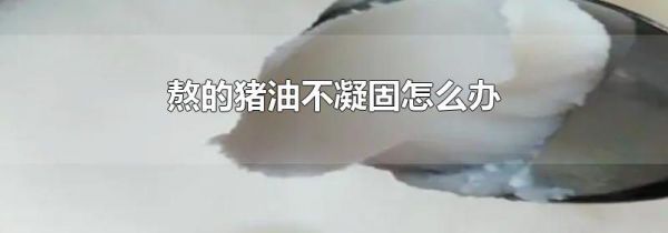 熬的猪油不凝固怎么办