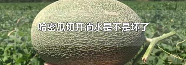 哈密瓜切开淌水是不是坏了