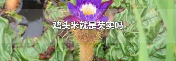 鸡头米就是芡实吗