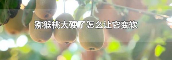 猕猴桃太硬了怎么让它变软