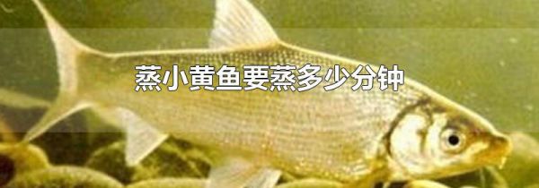 蒸小黄鱼要蒸多少分钟