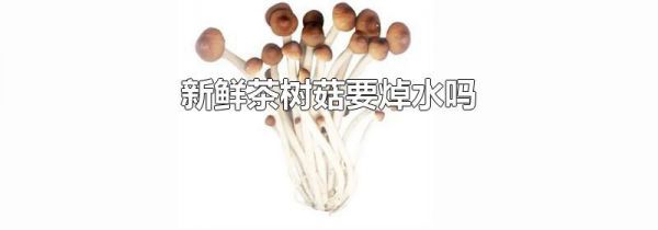 新鲜茶树菇要焯水吗