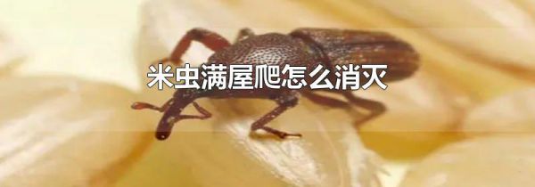 米虫满屋爬怎么消灭