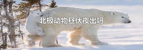 北极动物昼伏夜出吗