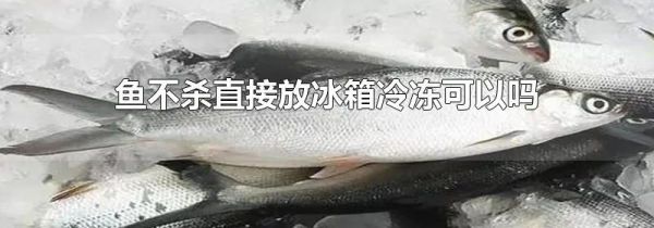 鱼不杀直接放冰箱冷冻可以吗