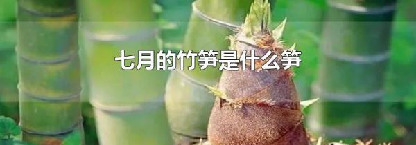 七月的竹笋是什么笋