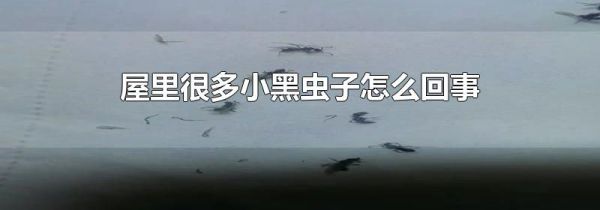 屋里很多小黑虫子怎么回事