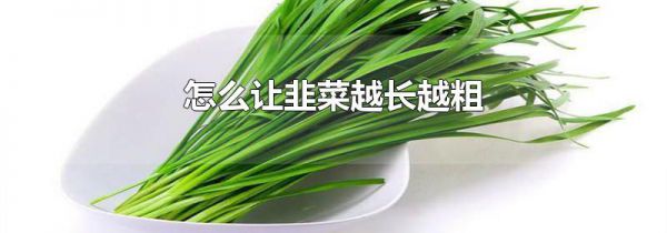 怎么让韭菜越长越粗