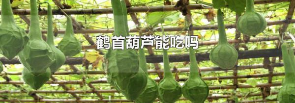 鹤首葫芦能吃吗