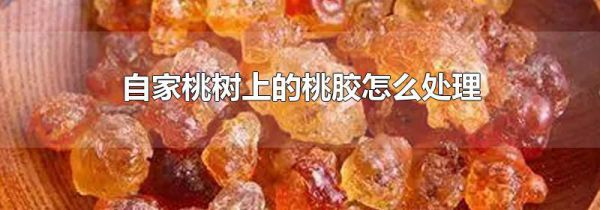 自家桃树上的桃胶怎么处理