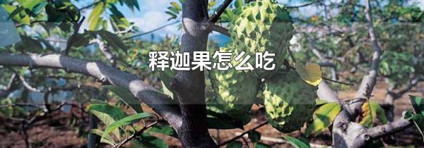 释迦果怎么吃