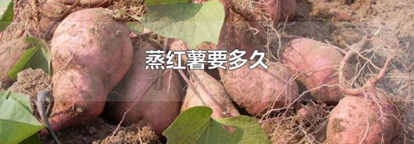 蒸红薯要多久