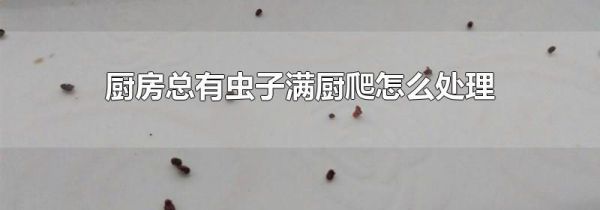 厨房总有虫子满厨爬怎么处理
