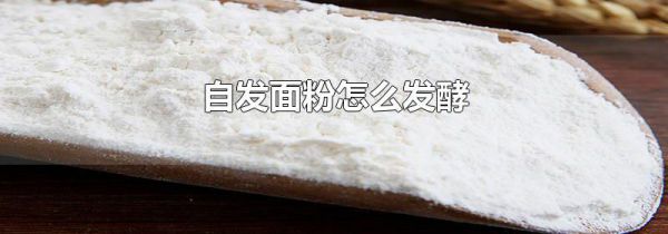 自发面粉怎么发酵