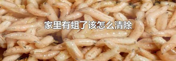 家里有蛆了该怎么清除