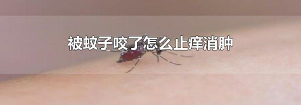被蚊子咬了怎么止痒消肿