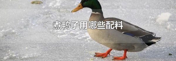 煮鸭子用哪些配料