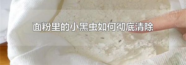 面粉里的小黑虫如何彻底清除