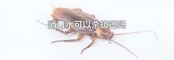 消毒水可以杀蟑螂吗