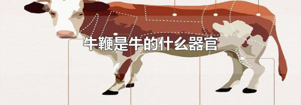牛鞭是牛的什么器官