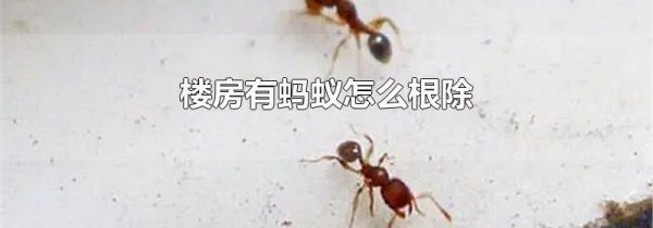 楼房有蚂蚁怎么根除