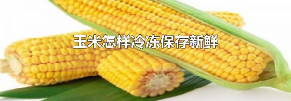 玉米怎样冷冻保存新鲜