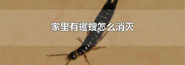 家里有蠼螋怎么消灭