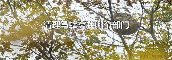 清理马蜂窝找哪个部门