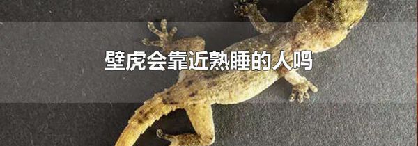 壁虎会靠近熟睡的人吗