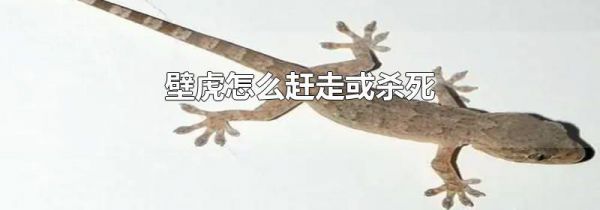 壁虎怎么赶走或杀死