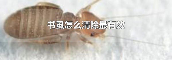 书虱怎么清除最有效