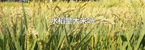 水稻是大米吗