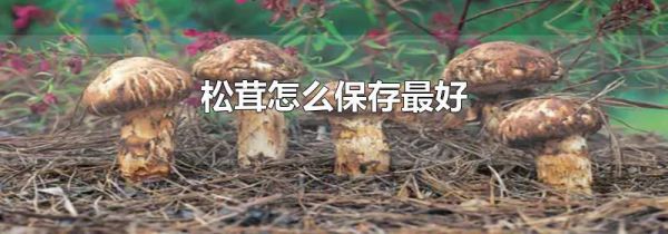 松茸怎么保存最好