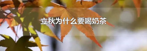 立秋为什么要喝奶茶
