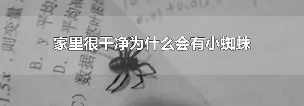 家里很干净为什么会有小蜘蛛