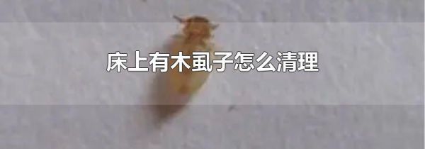 床上有木虱子怎么清理