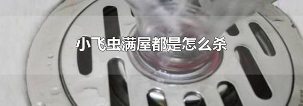 小飞虫满屋都是怎么杀