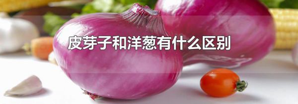 皮芽子和洋葱有什么区别